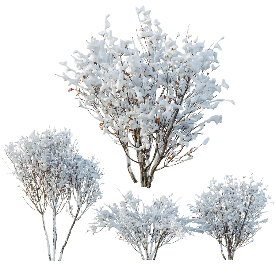 AV Winter Plant Snow Myrtle flower Winter and Snow Quihoui Privet - Image 5