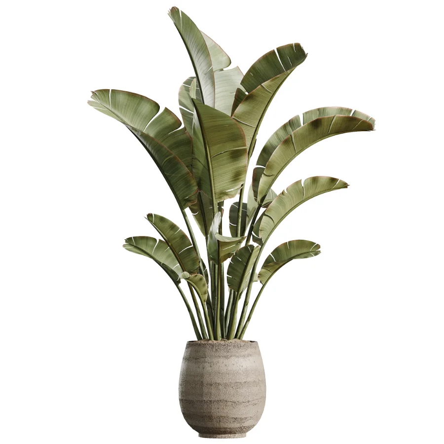 AV Indoor Plants Set 501 AloeVera Succulent and Orange Tree and Spineless Yucca and Chemlali Olive and Ravenala Banana - Image 1