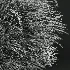 AV Calamagrostis Acutiflora Karl Foerster - Thumbnail 9