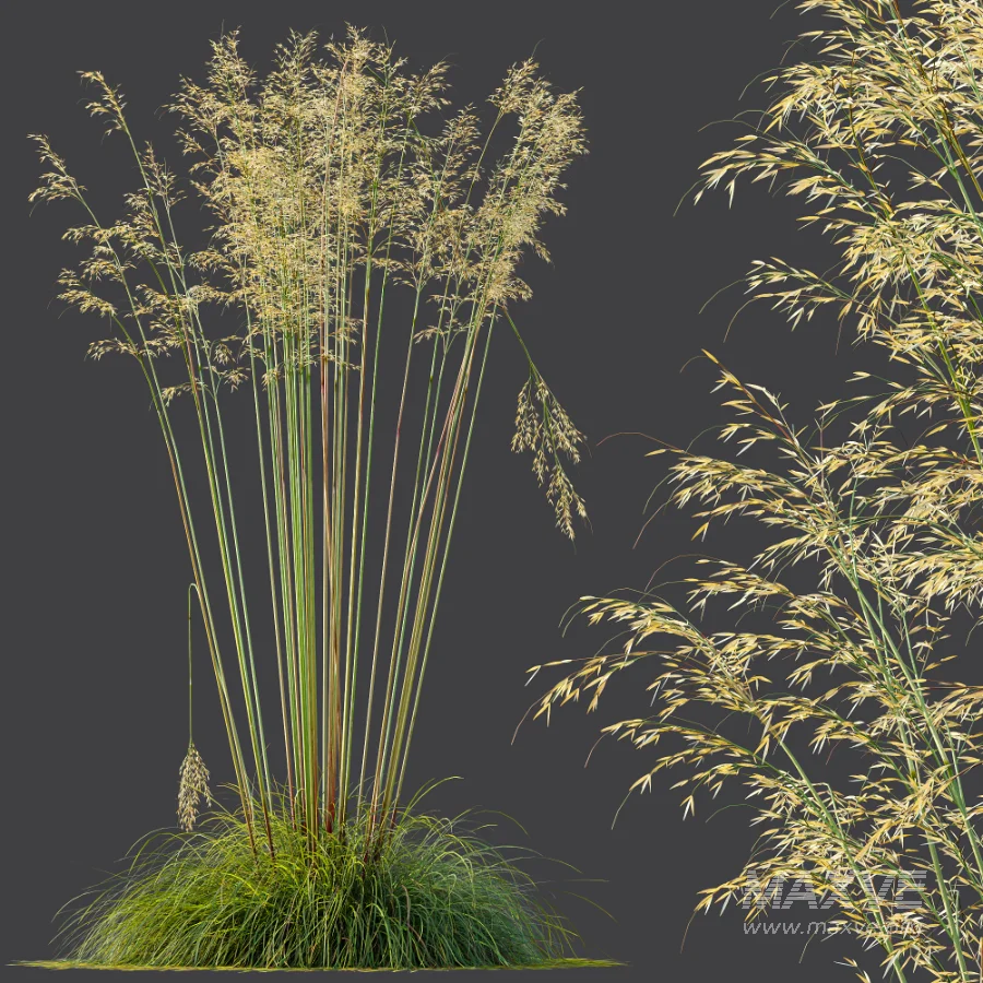AV Celtica Gigantea Stipa Golden Oats - Image 5