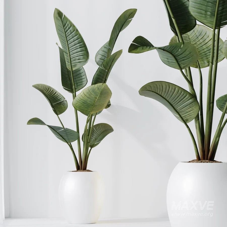 AV Indoor Plants Set 457 Olive Eucalyptus and Bird Of Paradise and Chemlali Olive and Snake Sansevieria - Image 7