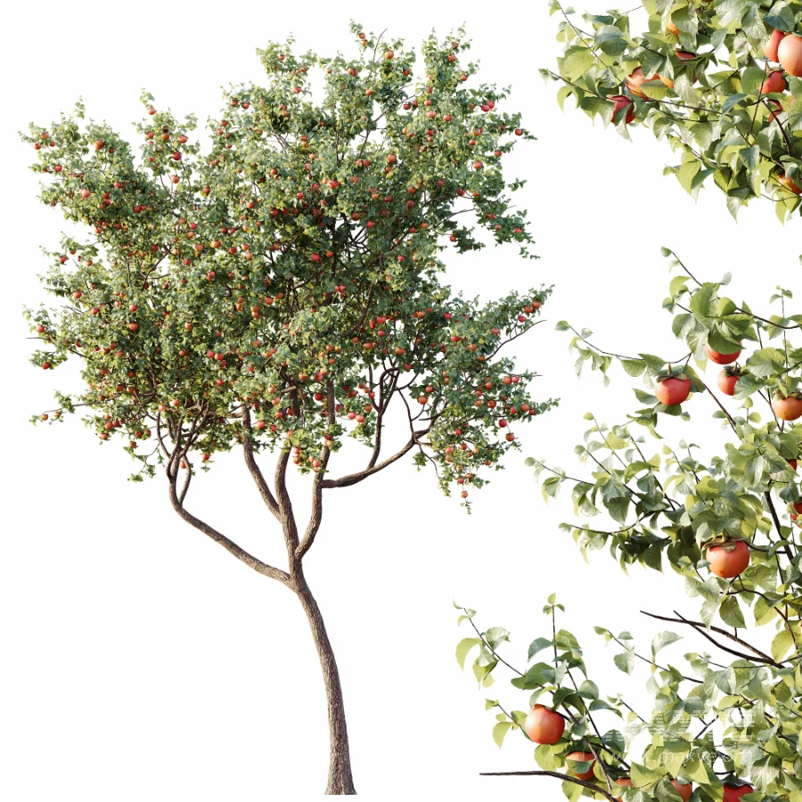 AV Plants Diospyros Kaki Persimmon Version02 - Image 2