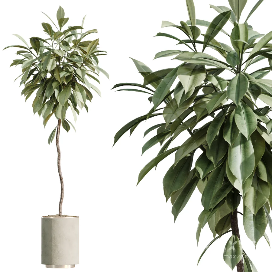 AV Indoor Plants Set 467 Ficus Retusa and Chemlali Olive and Briful Pachira and Ficus Cyathistipula and China Orange Tree - Image 5