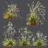 AV Calamagrostis Acutiflora Karl Foerster and Stipa arundinacea Sweet Grasses - Thumbnail 5