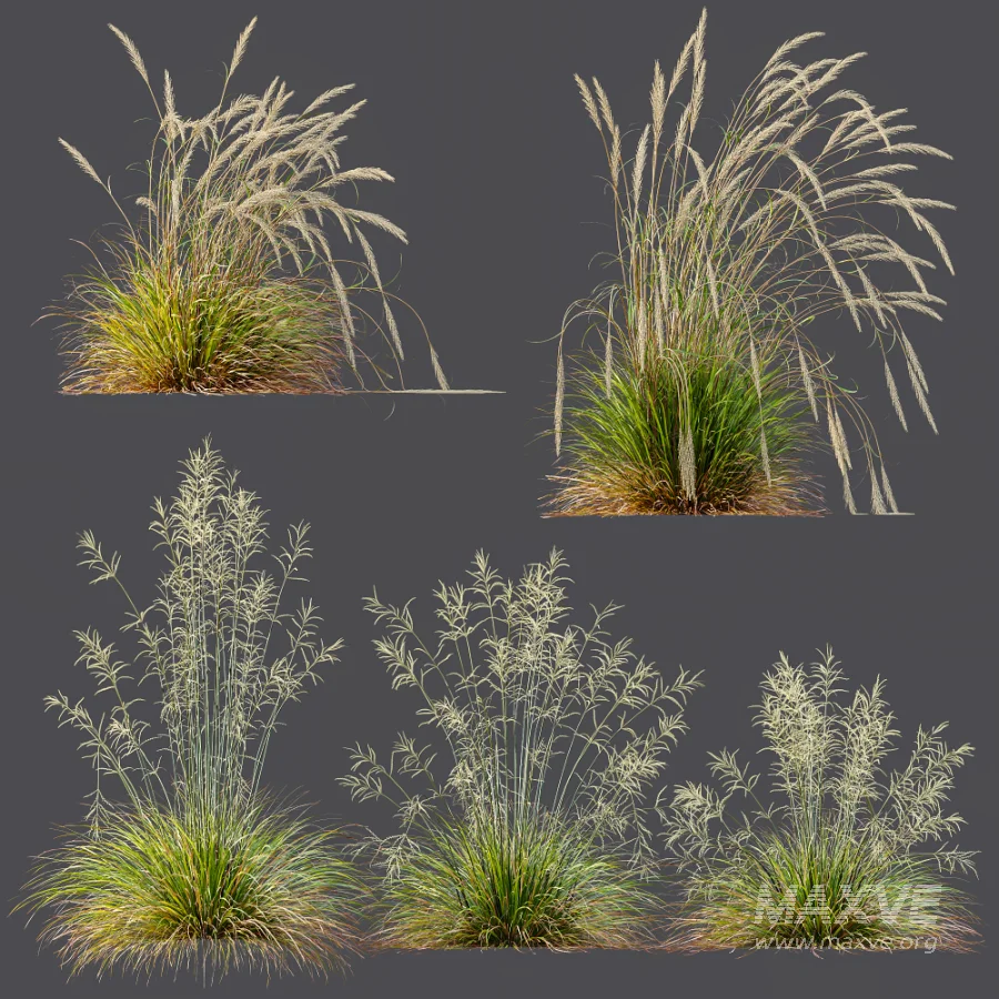 AV Calamagrostis Acutiflora Karl Foerster and Stipa arundinacea Sweet Grasses - Image 5