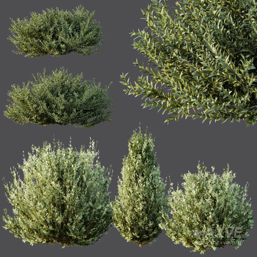 AV Gray Box Westringia Fruticosa Coastal Rosemary and Montra Olive Bushes - Image 4