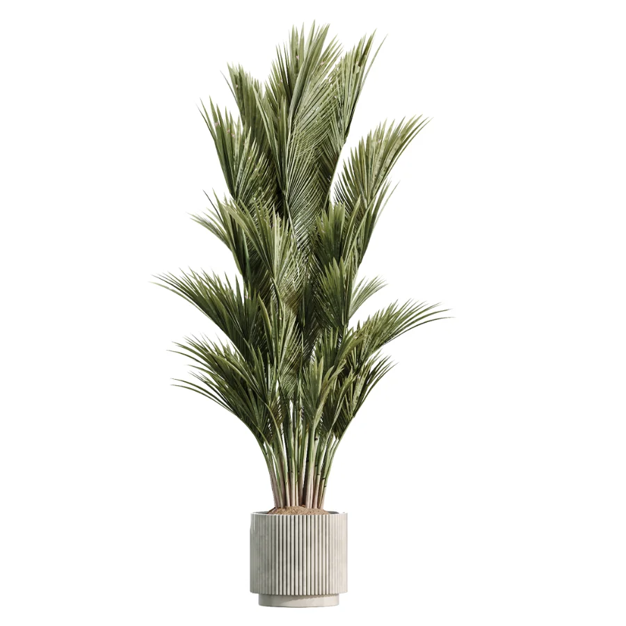 AV Indoor Plants Set 461 Yucca Elephantipe and Cat Reed Palm and Bird Of Paradise and Schefflera Arboricola - Image 4