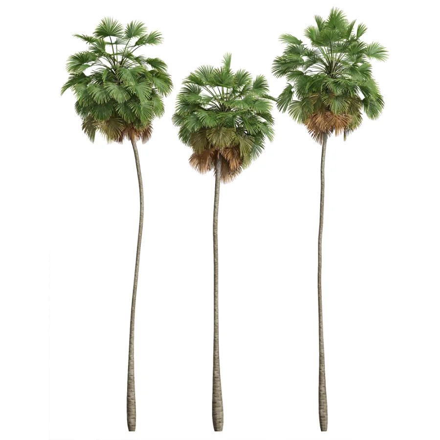 AV Borassus Flabellifer and Cocos Nucifera Windy palms - Image 1
