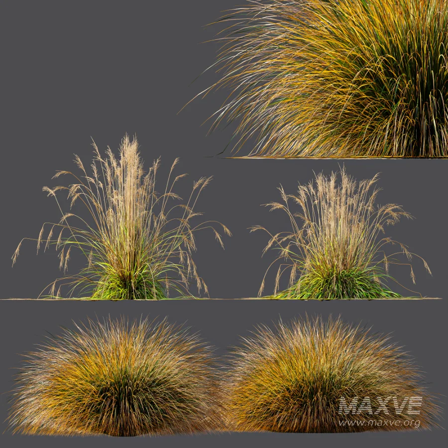 AV Carex Testacea Orange Sedge Grass Prairie Fire and Molinia Caerulea Heidebraut Kleines Pfeifengras - Image 7