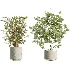 AV Indoor Plants Set 467 Ficus Retusa and Chemlali Olive and Briful Pachira and Ficus Cyathistipula and China Orange Tree - Thumbnail 7