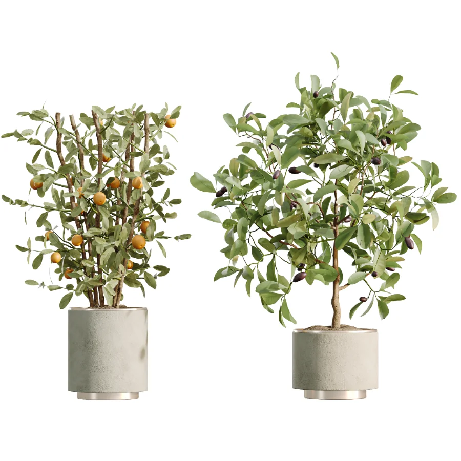 AV Indoor Plants Set 467 Ficus Retusa and Chemlali Olive and Briful Pachira and Ficus Cyathistipula and China Orange Tree - Image 7