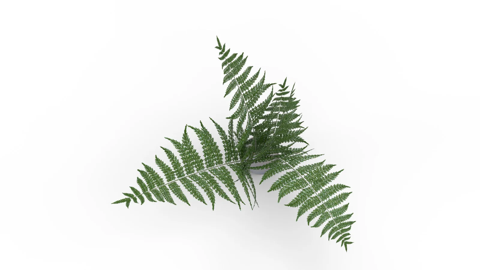 Faux Plants - Image 7
