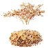 AV Winter Plant Snow Myrtle flower Winter and Snow Quihoui Privet - Thumbnail 8