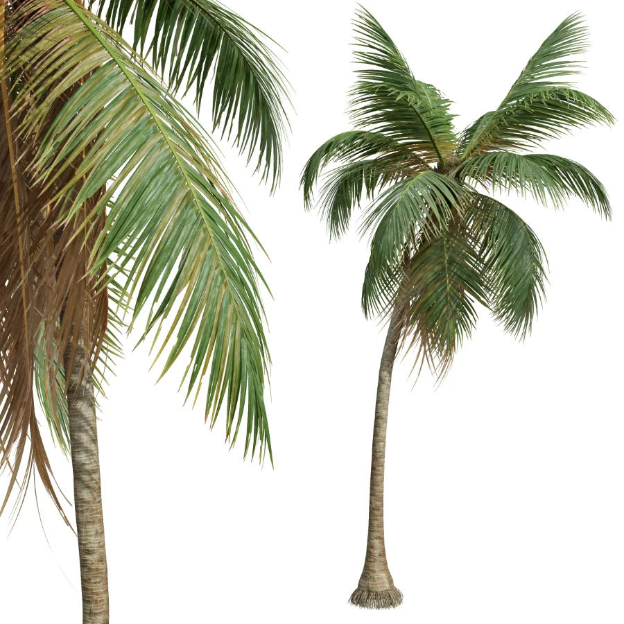 AV Cocos Nucifera palms - Image 4