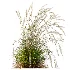 AV Calamagrostis Acutiflora Karl Foerster - Thumbnail 1