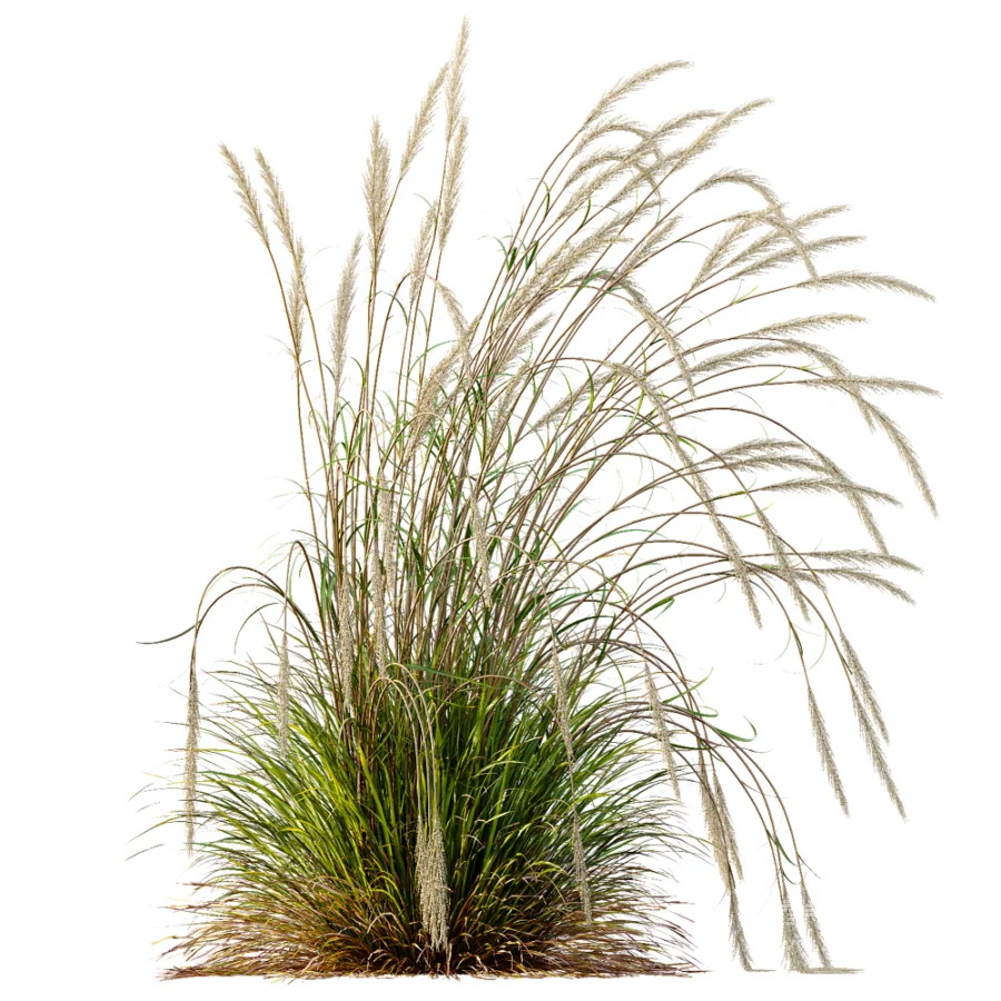 AV Calamagrostis Acutiflora Karl Foerster - Image 1