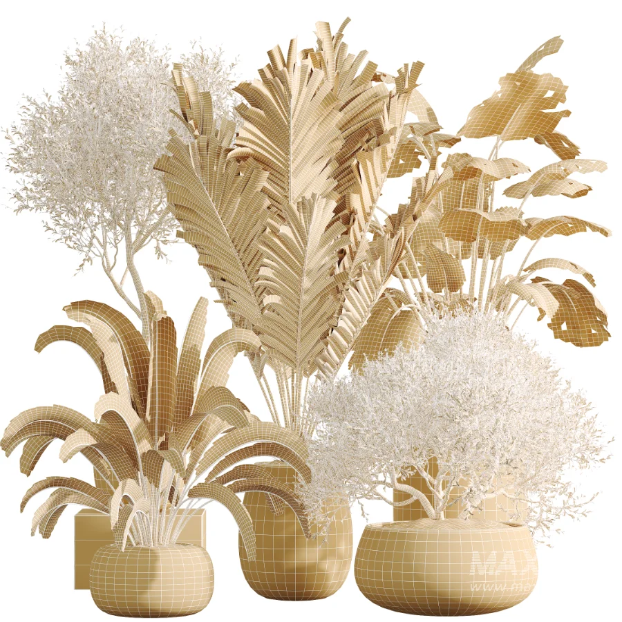 AV Indoor Plants Set 471 Chemlali Olive and Giant Monstera and Cyara Areca Palm and Ravenala Banana - Image 9