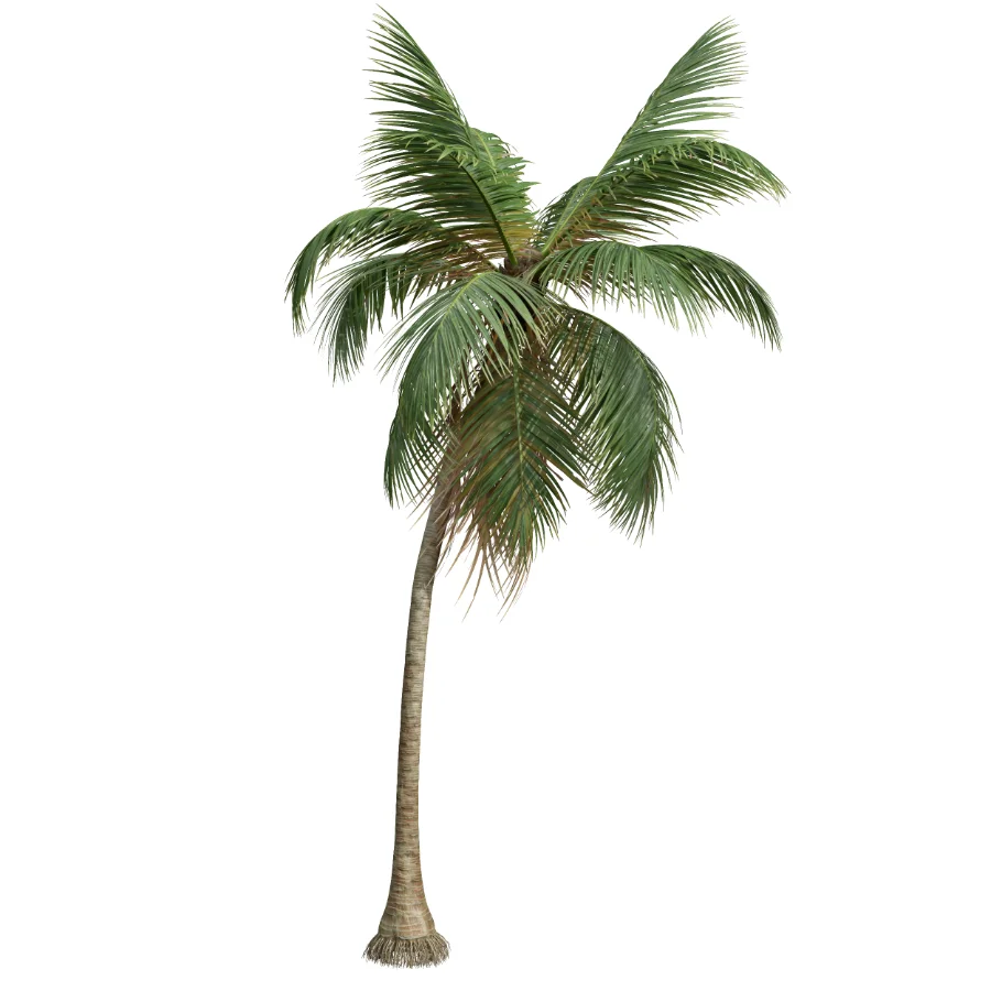 AV Cocos Nucifera palms - Image 1