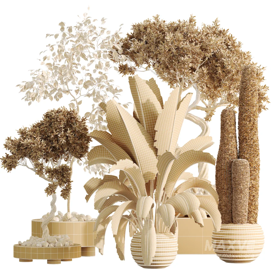 AV Indoor Plants Set 468 Cactus Echinocactus and Chemlali Olive and Ravenala Banana and Ficus Dracaena Marginata - Image 6