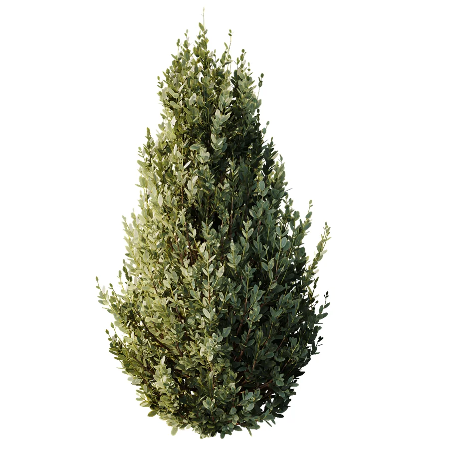 AV Gray Box Westringia Fruticosa Coastal Rosemary and Montra Olive Bushes - Image 1
