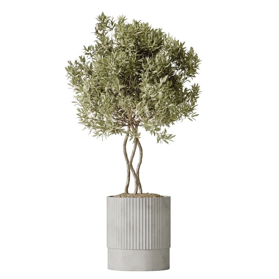 AV Indoor Plants Set 500 Lady Palm and Ravenala Banana and Ficus Marginata and China Orange Tree and Chemlali Olive - Image 2
