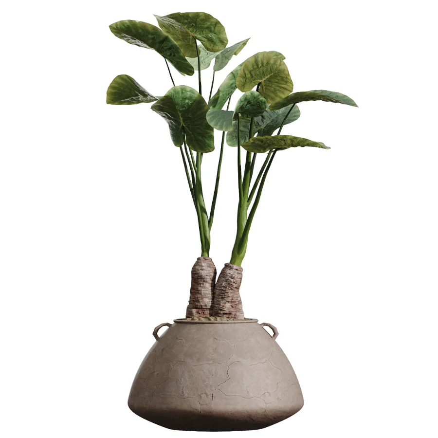 AV Indoor Plants Set 464 Olive Euphorbia Drupifera Cunjevoi Alocasia Spineless Yucca Licuala Palm - Image 4