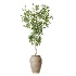 AV Indoor Plants Set 452 Dracaena Lemon Cane and Chemlali Olive and Briful Pachira and Areca Cat Reed Palm - Thumbnail 4