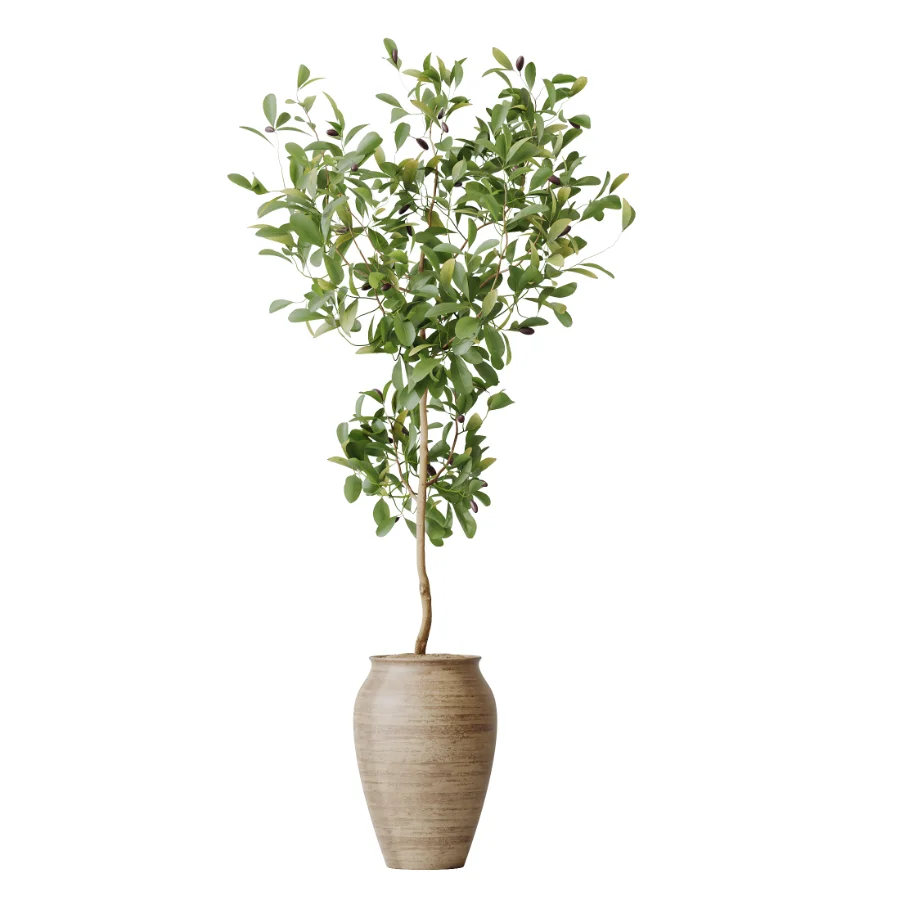AV Indoor Plants Set 452 Dracaena Lemon Cane and Chemlali Olive and Briful Pachira and Areca Cat Reed Palm - Image 4