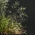 AV Calamagrostis Acutiflora Karl Foerster and Stipa arundinacea Sweet Grasses - Thumbnail 2