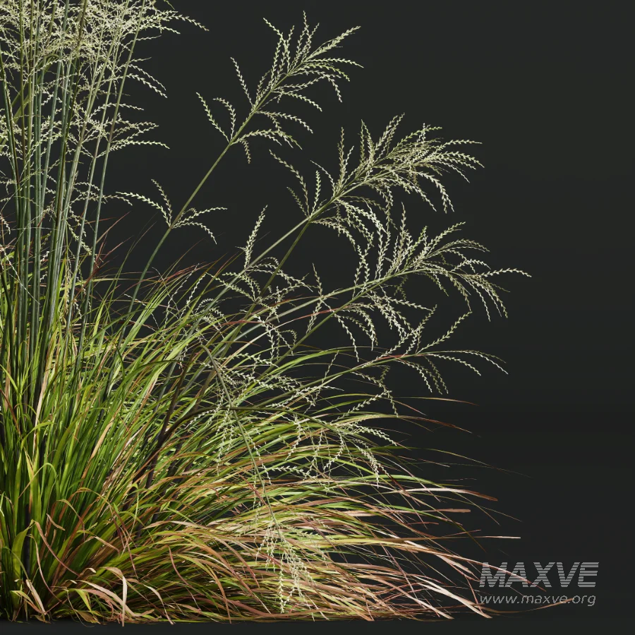 AV Calamagrostis Acutiflora Karl Foerster and Stipa arundinacea Sweet Grasses - Image 2