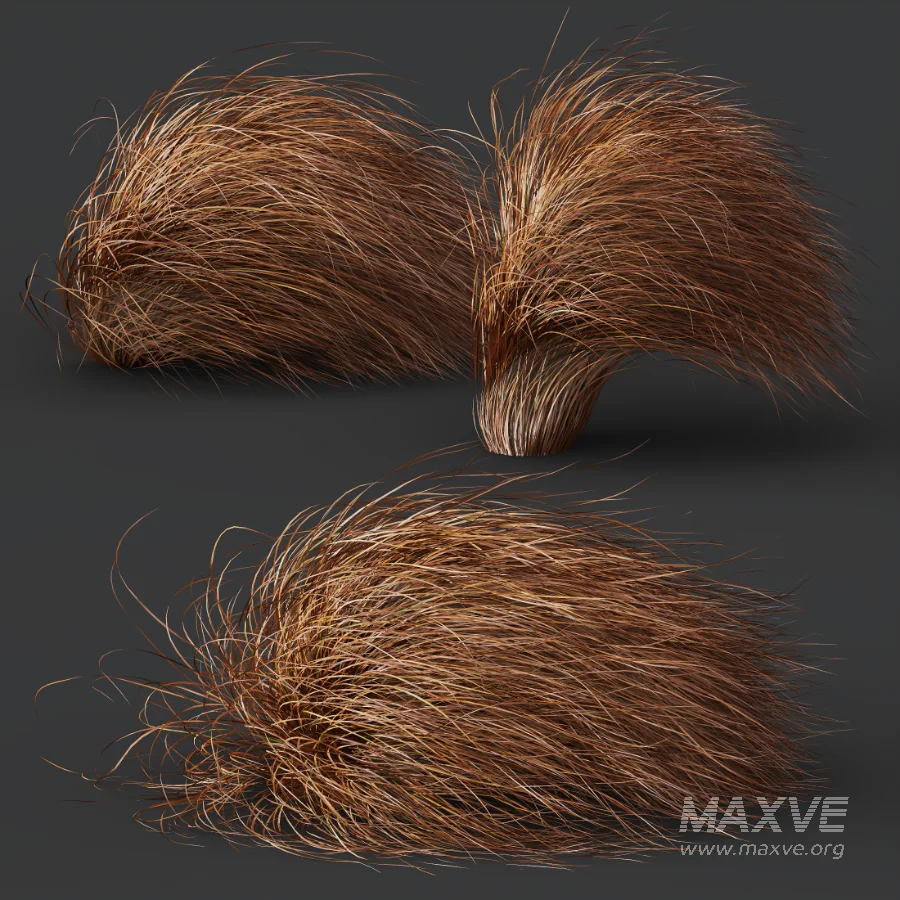 AV Carex Testacea Orange Sedge Grass Prairie Fire and Nassella Tenuissima fall - Image 4