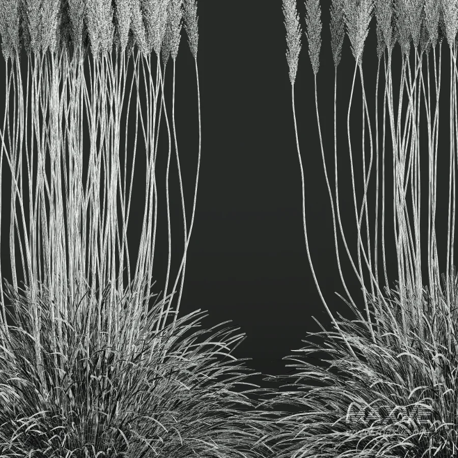 AV Calamagrostis Acutiflora Karl Foerster - Image 8