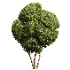AV Ficus Concinna Bonsai Pruned and Ligustrum Quihoui Privet Pruned Box - Thumbnail 1