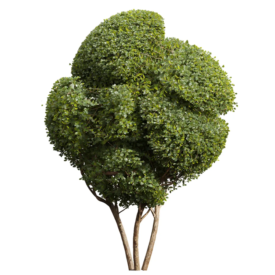 AV Ficus Concinna Bonsai Pruned and Ligustrum Quihoui Privet Pruned Box - Image 1