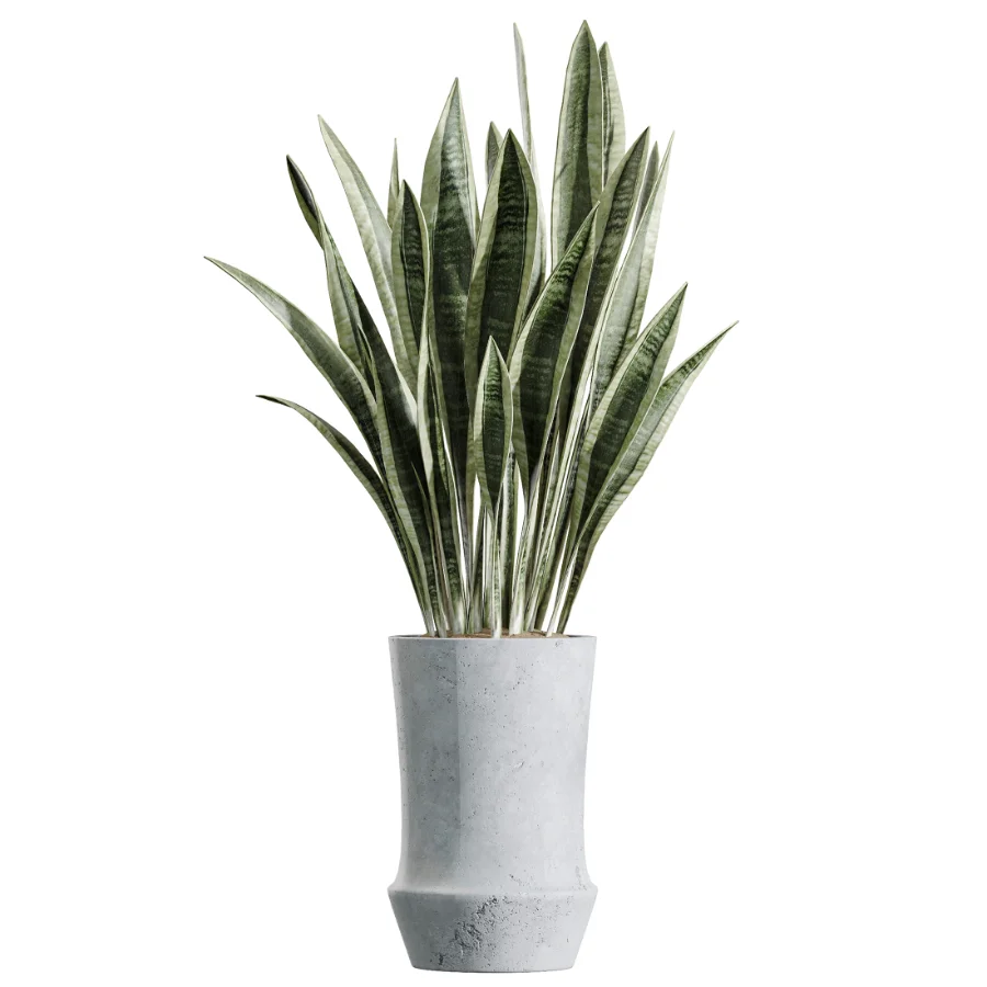 AV Indoor Plants Set 457 Olive Eucalyptus and Bird Of Paradise and Chemlali Olive and Snake Sansevieria - Image 3