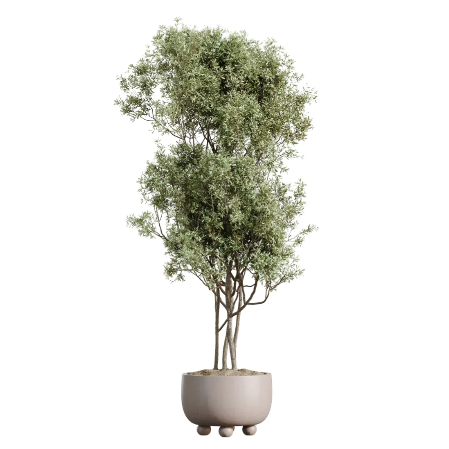 AV Indoor Plants Set 462 Licuala Grandis Palm and Dracaena Warneckii Cane and Snake Sansevieria and Ficus Cyathistipula and Chemlali Olive - Image 1