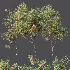 AV Plants Diospyros Kaki Persimmon Version02 - Thumbnail 8