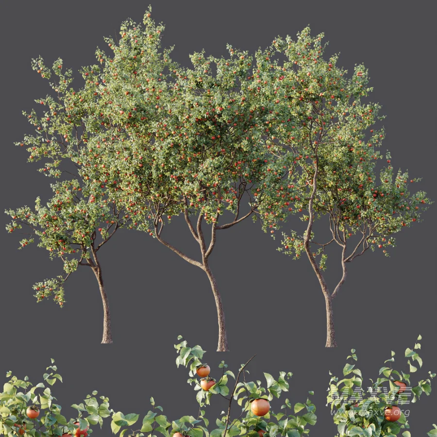 AV Plants Diospyros Kaki Persimmon Version02 - Image 8