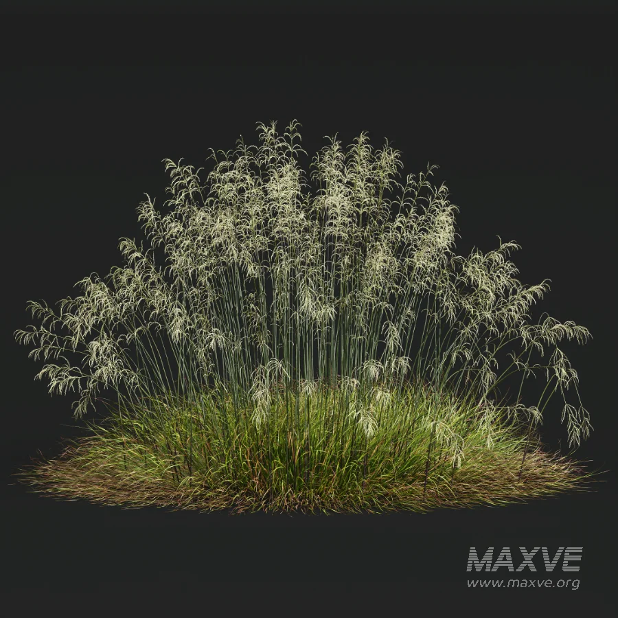 AV Stipa arundinacea Anemanthele lessoniana and Stipa arundinacea Sweet Grass - Image 7