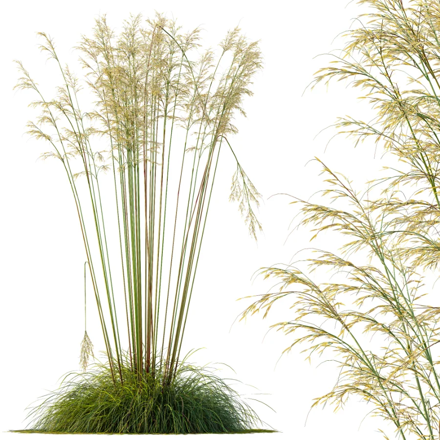 AV Celtica Gigantea Stipa Golden Oats - Image 4