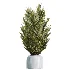 AV Indoor Plants Set 469 Yucca Elephantipe and Briful Pachira and Licuala Grandis Palm and Cyara Areca Palm - Thumbnail 3