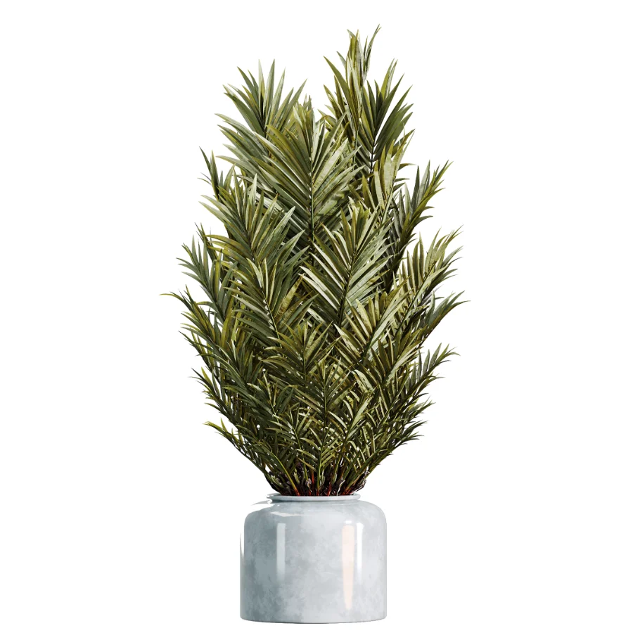 AV Indoor Plants Set 469 Yucca Elephantipe and Briful Pachira and Licuala Grandis Palm and Cyara Areca Palm - Image 3
