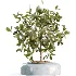 AV Indoor Plants Set 469 Yucca Elephantipe and Briful Pachira and Licuala Grandis Palm and Cyara Areca Palm - Thumbnail 2