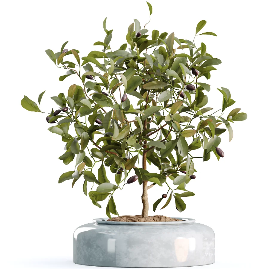 AV Indoor Plants Set 469 Yucca Elephantipe and Briful Pachira and Licuala Grandis Palm and Cyara Areca Palm - Image 2