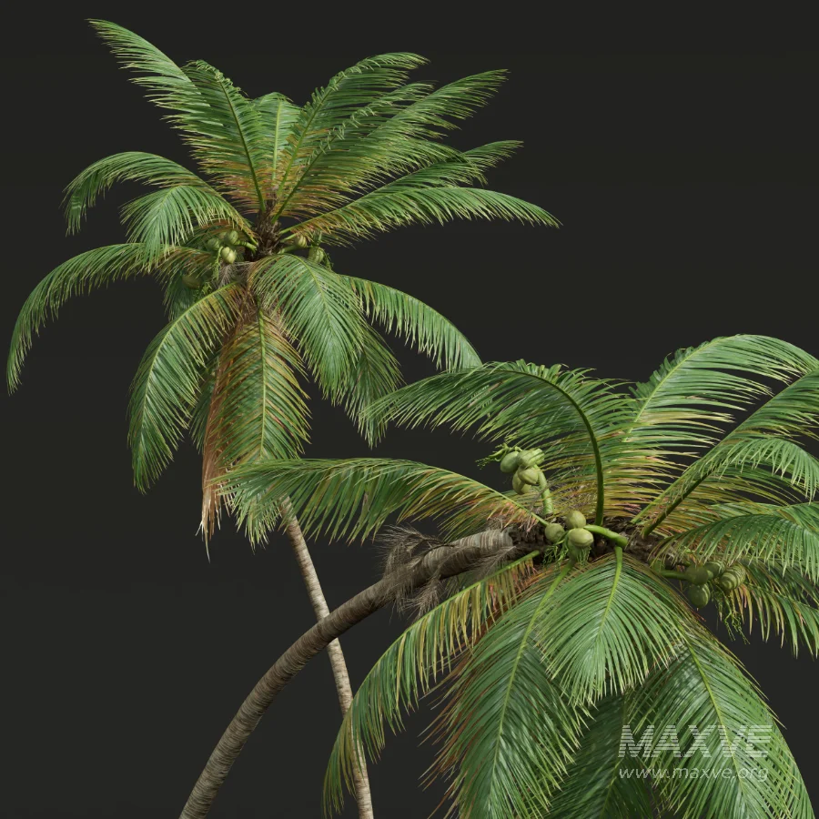 AV Cocos Nucifera palms - Image 5