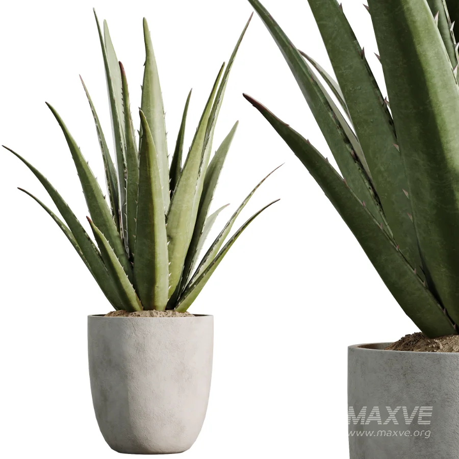 AV Indoor Plants Set 501 AloeVera Succulent and Orange Tree and Spineless Yucca and Chemlali Olive and Ravenala Banana - Image 5