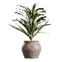AV Indoor Plants Set 452 Dracaena Lemon Cane and Chemlali Olive and Briful Pachira and Areca Cat Reed Palm - Thumbnail 2