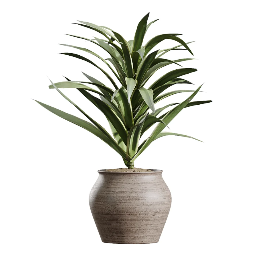 AV Indoor Plants Set 452 Dracaena Lemon Cane and Chemlali Olive and Briful Pachira and Areca Cat Reed Palm - Image 2