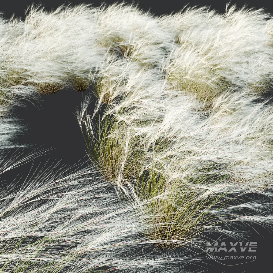 AV Celtica Gigantea Stipa Golden Oats and Stipa Tenuissima Ostnica Mocna Pony Tails - Image 6