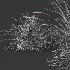 AV Celtica Gigantea Stipa Golden Oats and Carex Elata Aurea Grass - Thumbnail 9